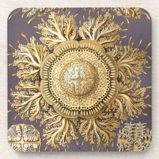 Vintage Haeckel Coaster (Front)