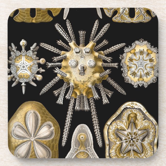 Vintage Haeckel Coaster (Front)