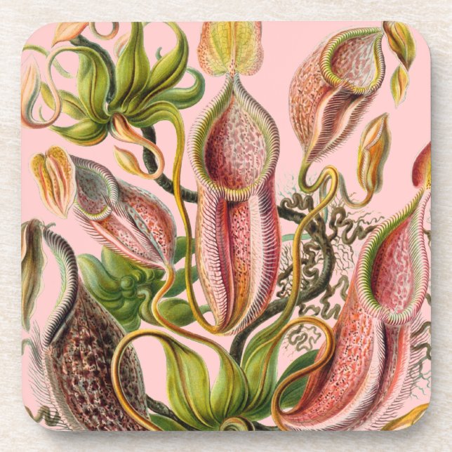 Vintage Haeckel Coaster (Front)