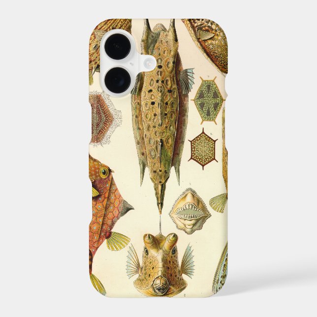 Vintage Haeckel Fish (Back)