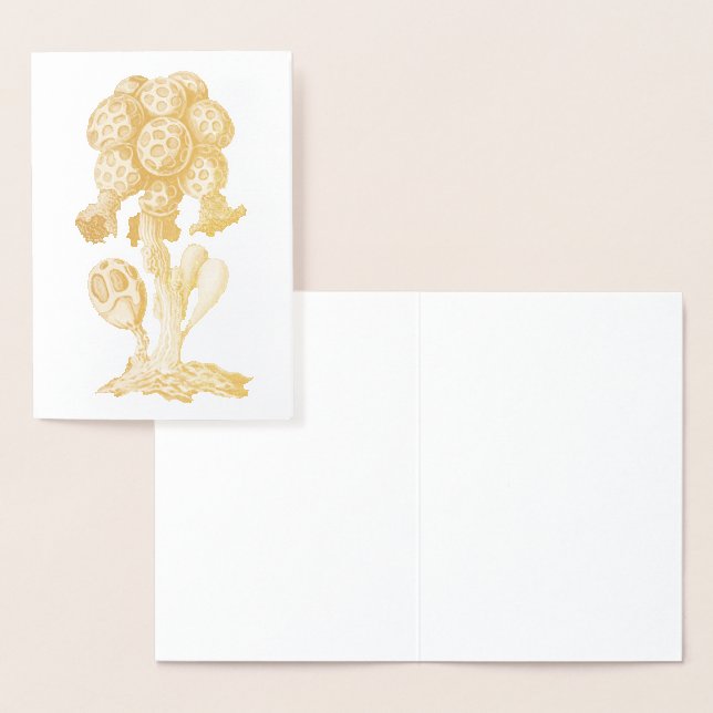 Vintage Haeckel Foil Card (Display)