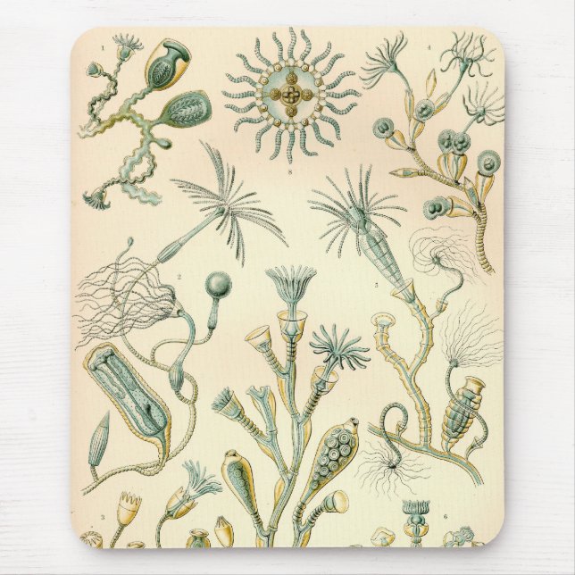 Vintage Haeckel Mouse Pad (Front)
