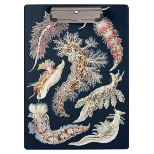 Vintage Haeckel Nudibranch Ocean Art Clipboard