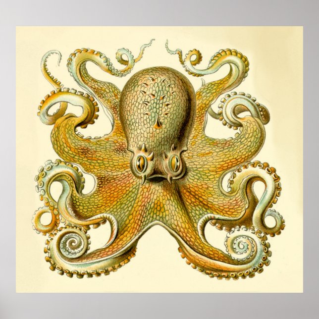 Vintage Haeckel Oversized Octopus Print (Front)