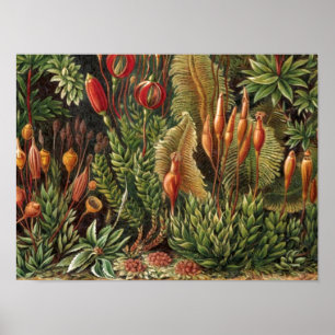 Vintage Haeckel Plant Life Print
