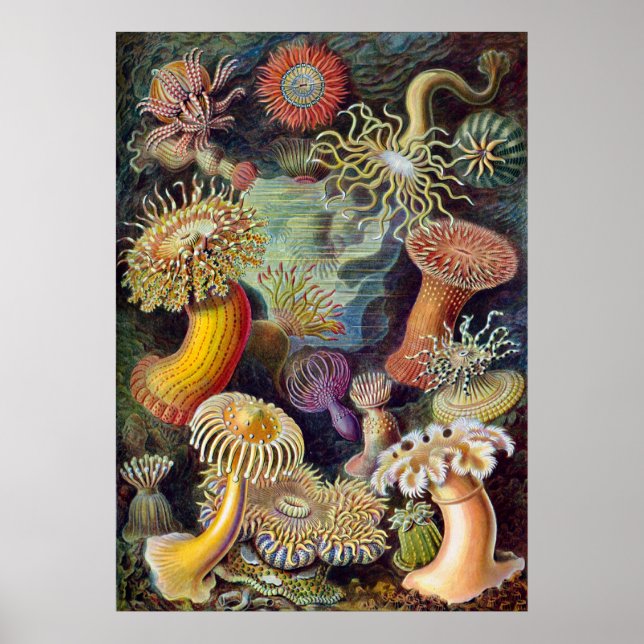 Vintage Haeckel Sea Anemone Poster (Front)