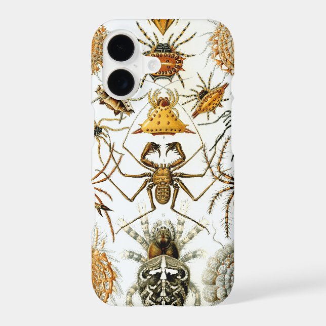 Vintage Haeckel Spiders (Back)