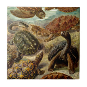 Vintage Haeckel Turtles Tile