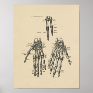 Vintage Hand Anatomy 1880 Print