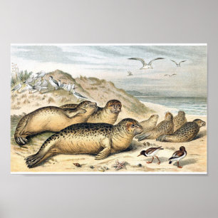 Vintage Harbour Seals Illustration Poster