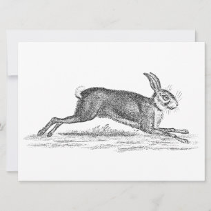 Vintage Hare Bunny Rabbit 1800s Illustration