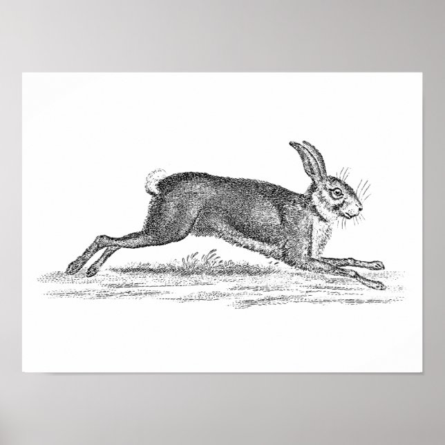 Vintage Hare Bunny Rabbit 1800s Illustration Poster (Front)