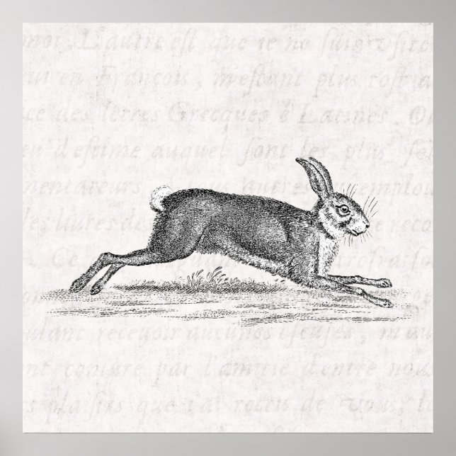 Vintage Hare Bunny Rabbit 1800s Illustration Poster (Front)