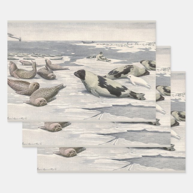 Vintage Harp Seals in Arctic Snow by Louis Fuertes Wrapping Paper Sheet (Set)