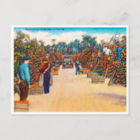 Vintage Harvesting Oranges in Florida Travel