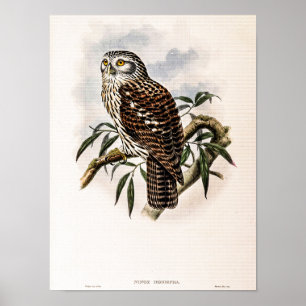 Vintage Hawk-Owl by John Gould Poster