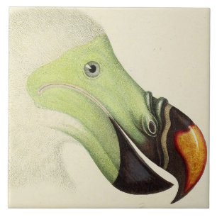 Vintage Head of a Dodo Ceramic Tile