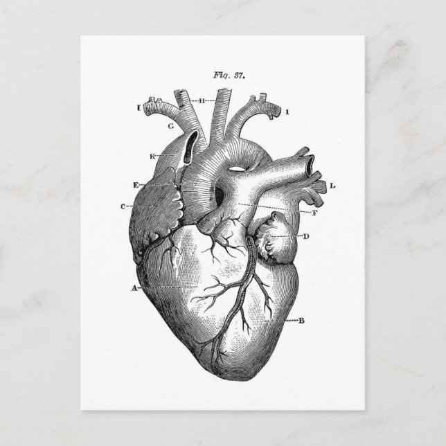 Vintage Heart Anatomy | Customisable Postcard (Front)