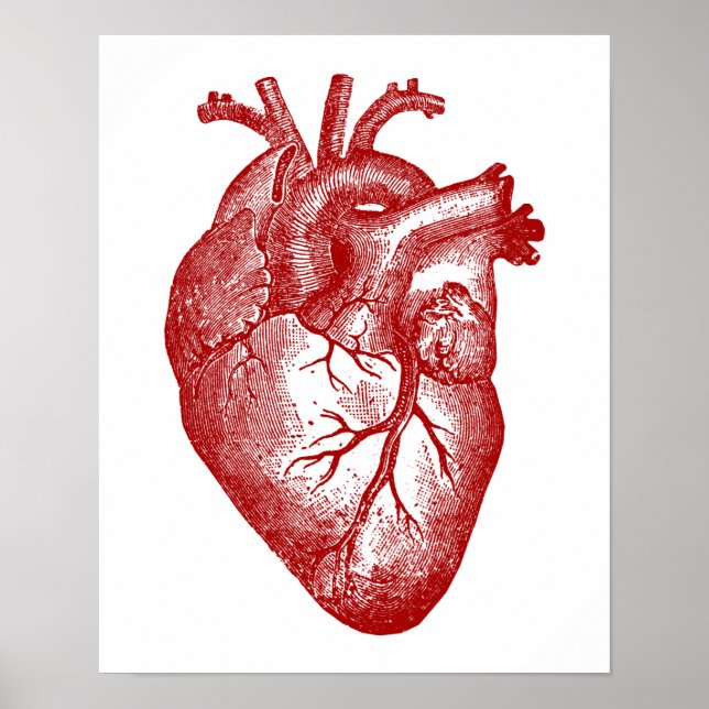 Vintage Heart Anatomy Poster (Front)
