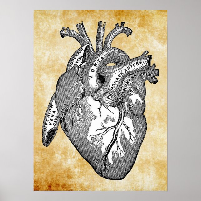 vintage heart anatomy poster (Front)