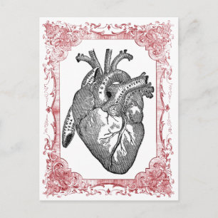Vintage Heart Anatomy Valentine Postcard