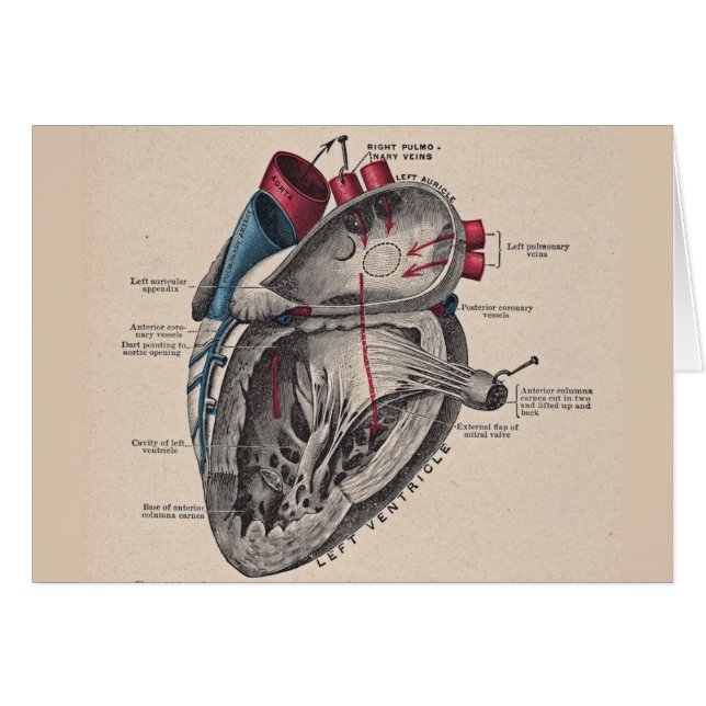 Vintage Heart Cardiovascular system anatomy (Front Horizontal)