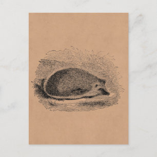 Vintage Hedgehog 1800s Hedgehogs Illustration Postcard