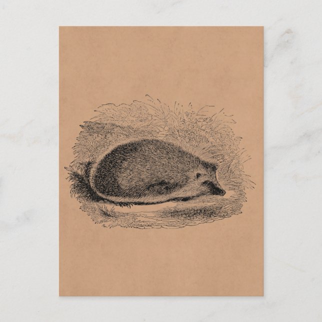 Vintage Hedgehog 1800s Hedgehogs Illustration Postcard (Front)