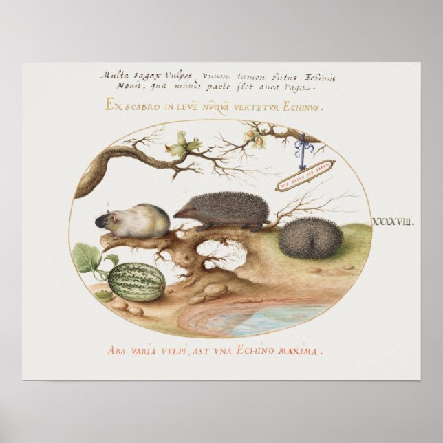 Vintage Hedgehog Poster (Front)