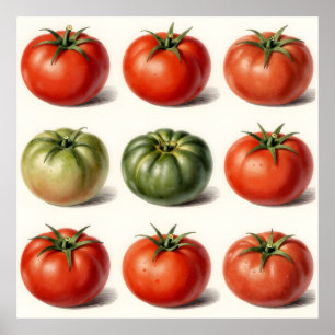 Vintage Heirloom Tomato Variety Botanical Grid  Poster