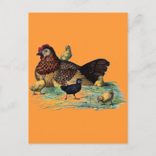 Vintage Hen and Chicks Farming Scene Postcard