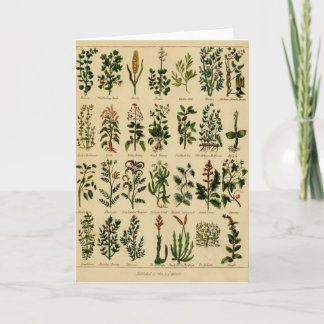 Vintage Herbal Greeting Card Series - 2