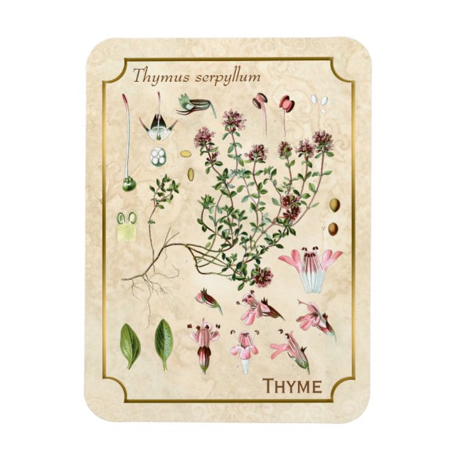 Vintage Herbal Illustrations Wild Thyme Botanical Magnet (Vertical)