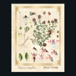 Vintage Herbal Illustrations Wild Thyme Botanical Poster<br><div class="desc">Capture the charm of yesterday with Charmed Life's vintage herbal art posters featuring German lithographs of medicinal plants and herbs from Franz Eugen Köhler’s "Medizinal-Pflanzen" or "Medicinal Plants" published in 1887. Thymus serpyllum, known by the common names of Breckland thyme, Breckland wild thyme, wild thyme, creeping thyme, or elfin thyme,...</div>