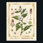 Vintage Herbal Plant Marshmallow Botanical Art Poster<br><div class="desc">Capture the charm of yesterday with Charmed Life's vintage herbal art posters featuring German lithographs of medicinal plants and herbs from Franz Eugen Köhler’s "Medizinal-Pflanzen" or "Medicinal Plants" published in 1887. Althaea officinalis, or marshmallow, is a perennial species indigenous to Europe, Western Asia, and North Africa, which is used in...</div>