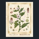 Vintage Herbal Plant Marshmallow Botanical Art Poster<br><div class="desc">Capture the charm of yesterday with Charmed Life's vintage herbal art posters featuring German lithographs of medicinal plants and herbs from Franz Eugen Köhler’s "Medizinal-Pflanzen" or "Medicinal Plants" published in 1887. Althaea officinalis, or marshmallow, is a perennial species indigenous to Europe, Western Asia, and North Africa, which is used in...</div>