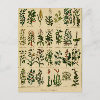 Vintage Herbal Postcard Series - 2