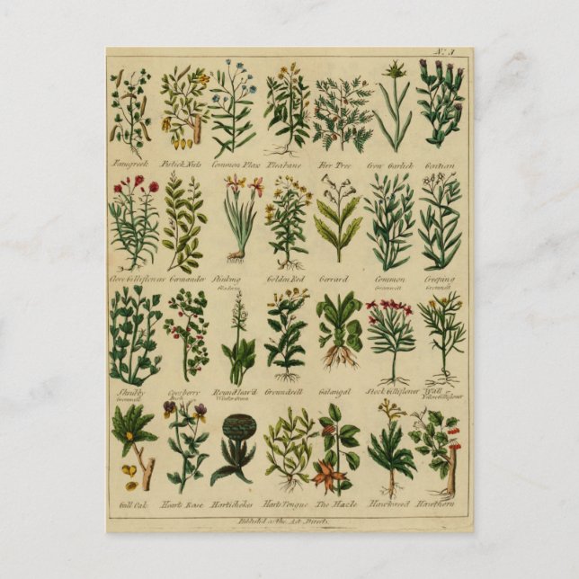 Vintage Herbal Postcard Series - 3 (Front)