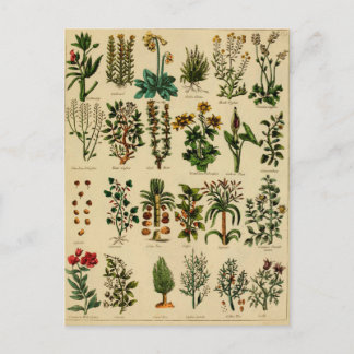 Vintage Herbal Postcard Series - 5
