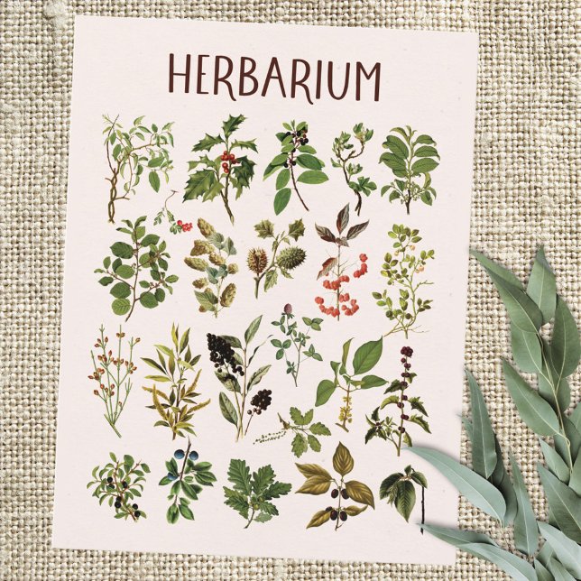Vintage Herbarium Green Plant Chart Postcard (Close up)