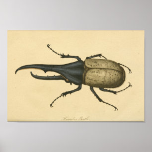 Vintage Hercules Beetle Natural History Print