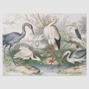 Vintage Heron Stork and Crane Nature Art Print Tissue Paper