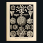 Vintage Hexacoralla Colour Ernst Haeckel Print<br><div class="desc">Vintage colour illustration of marine life by Ernst Haeckel.
 I brightened the colours on these classic prints while keeping the patina of the paper intact. Nice art for your shore house or home. View more of our sea shore artwork.</div>