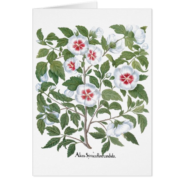 Vintage Hibiscus Flowers by Basilius Besler (Front)