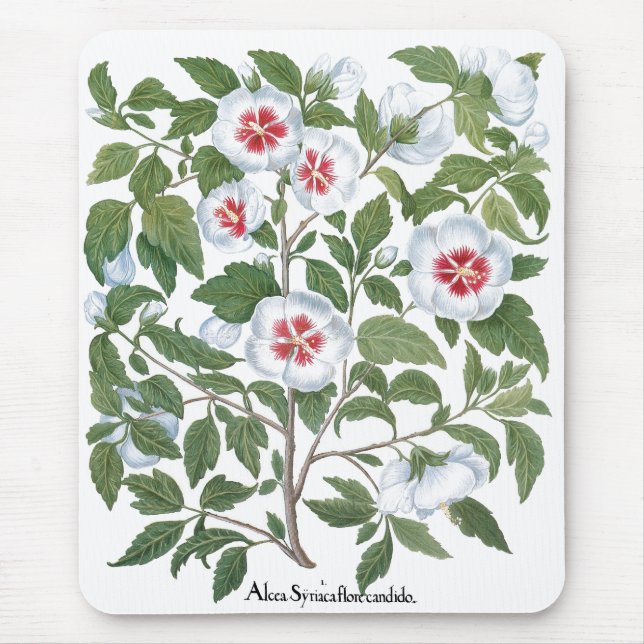Vintage Hibiscus Flowers by Basilius Besler Mouse Pad (Front)