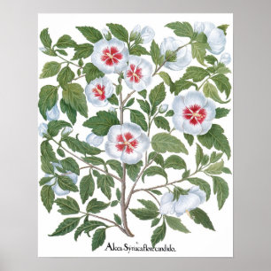 Vintage Hibiscus Flowers by Basilius Besler Poster