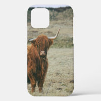 VINTAGE HIGHLAND CATTLE COW PHOTO