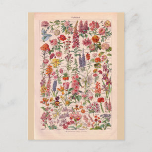 Vintage historic Flowers Postcard