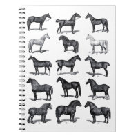 Vintage historic horse illustration