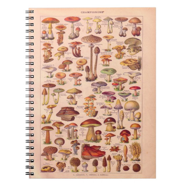 Vintage historic,  Mushrooms Notebook (Front)